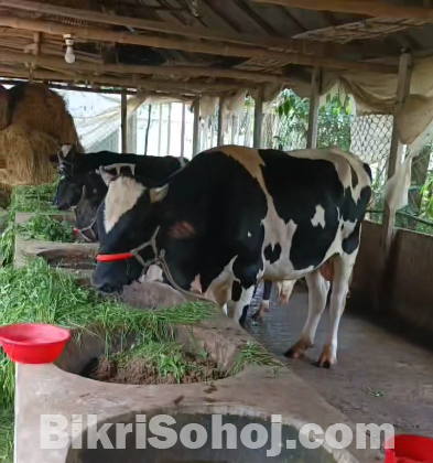 কোরবানীর জন্য ফ্রিজিয়ান জাতের ষাড় গরূ